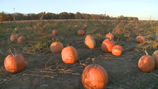 Pumpkins ready for harvesting — Stock Video
