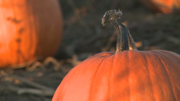 Citrouilles prêtes pour la récolte — Video