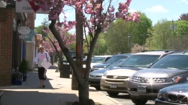 Árvores cor-de-rosa que revestem a calçada (1 de 4 ) — Vídeo de Stock