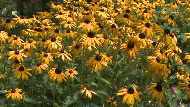 Flores amarelas (2 de 3) ) — Vídeo de Stock