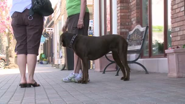 Pessoas de pé e falando na calçada com um cão em uma trela (2 de 3 ) — Vídeo de Stock