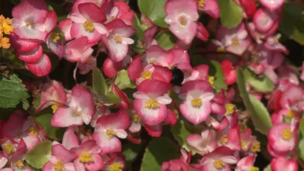 Ροζ λουλούδια με μια μέλισσα πάνω τους — Αρχείο Βίντεο