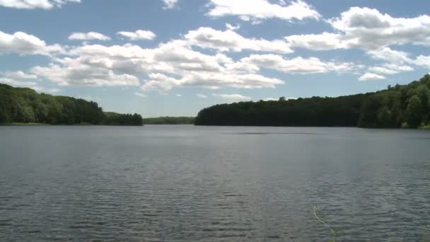 Lago perto de floresta verde — Vídeo de Stock