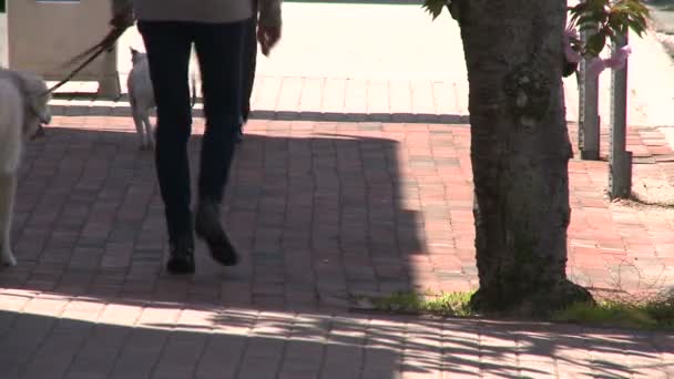 Two people walking dogs down the sidewalk — Stock Video