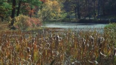 Altın buğday alanında (2 / 3 büyüyen)