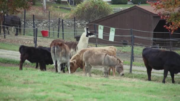 Troupeau de pâturage bovin — Video