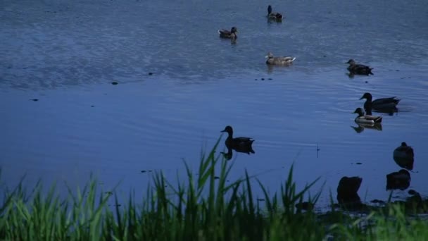 Patos nadando na água — Vídeo de Stock