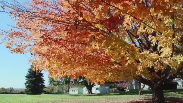 Lonetown Farm Museum (1 von 7) — Stockvideo