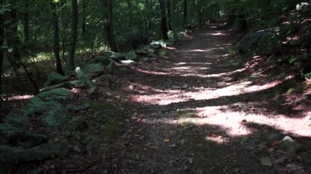 Camino a través del bosque verde — Vídeos de Stock