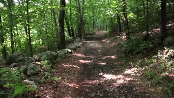 Camino a través del bosque verde — Vídeo de stock