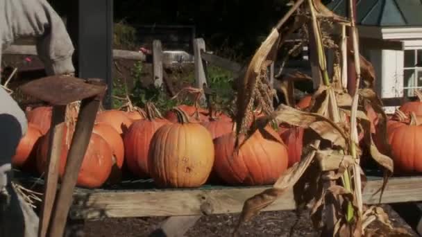 Harvest Festival (7 of 9) — Stock Video