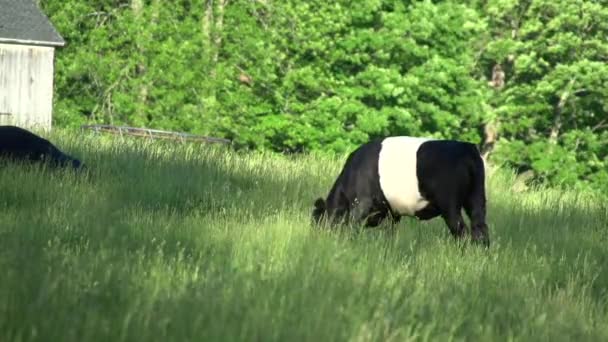 Vacas pastando em um grande campo (1 de 5 ) — Vídeo de Stock