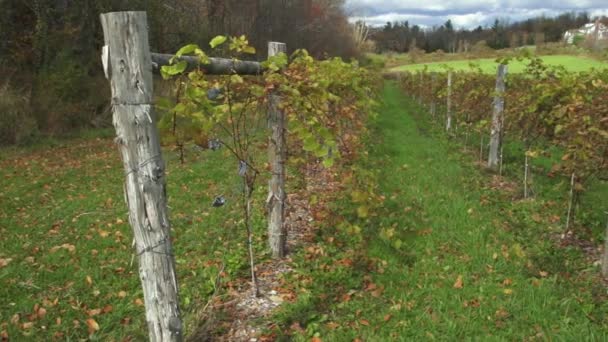 Fresh vineyard growing — Stock Video