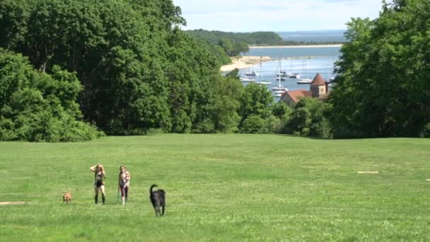 Dogs playing in a field (2 de 6 ) — Video