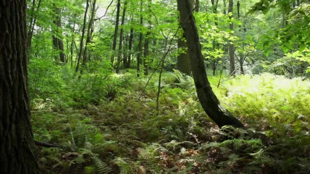 Camino a través del bosque verde — Vídeo de stock