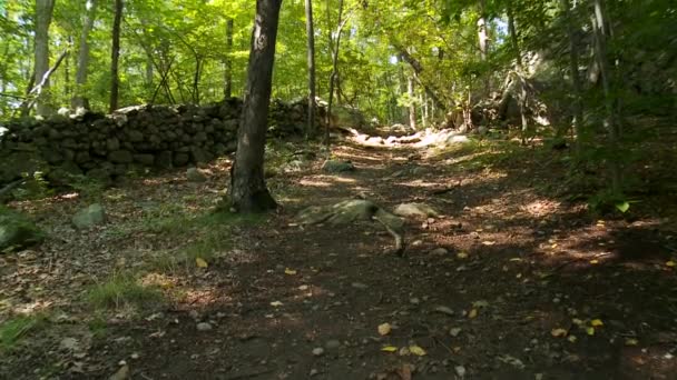 Weg door groene bossen — Stockvideo