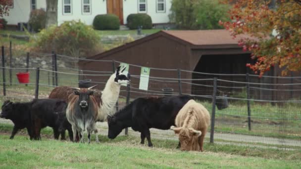 Troupeau de pâturage bovin — Video