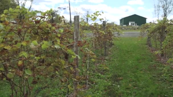 Fresh vineyard growing — Stock Video