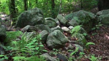 yol boyunca yeşil orman