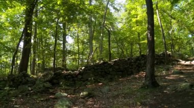 yol boyunca yeşil orman