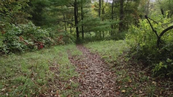 Rota através da floresta — Vídeo de Stock