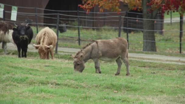 Herd of cattle grazing — Stock Video