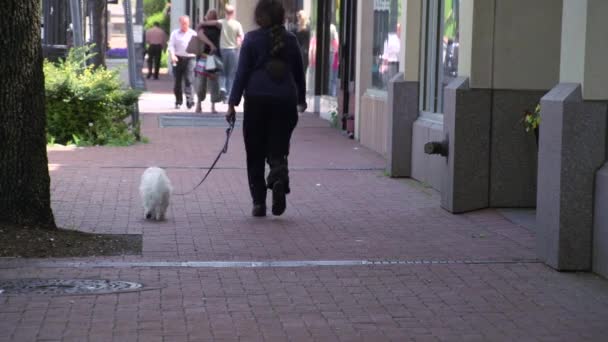 Gå ut med hunden genom stan (3 av 3) — Stockvideo