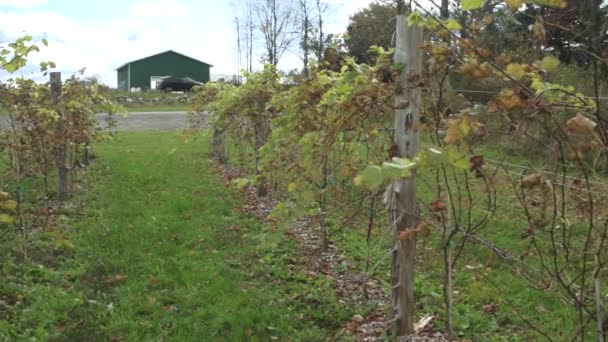 Verse wijngaard groeiende — Stockvideo