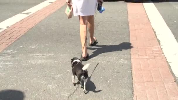 Walking the dog through town (1 de 3 ) — Video