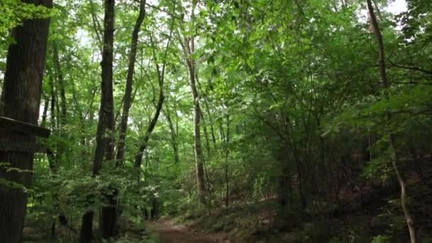 Camino a través del bosque verde — Vídeos de Stock
