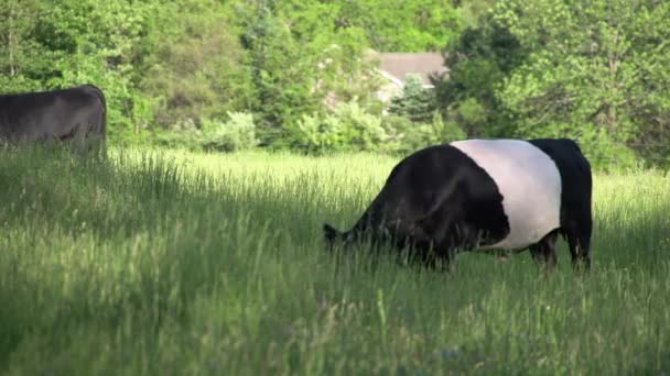 Uma manada de vacas no campo (2 de 6 ) — Vídeo de Stock