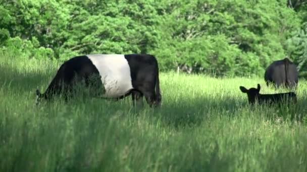 Stado krów na wsi (6 z 6) — Wideo stockowe