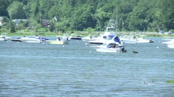 Boats at rest in harbor with birds (1 of 2) — Stock Video