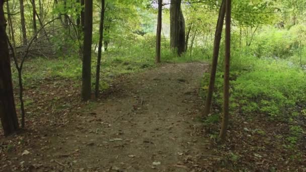 Camino a través de los bosques — Vídeo de stock