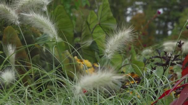 成長する野生植物 (5 の 2) — ストック動画