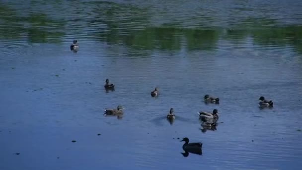 Ducks swimming in the water — Stock Video