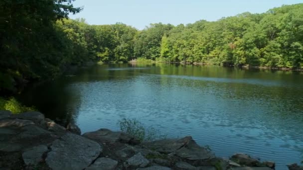 Lago rodeado de vegetación — Vídeos de Stock