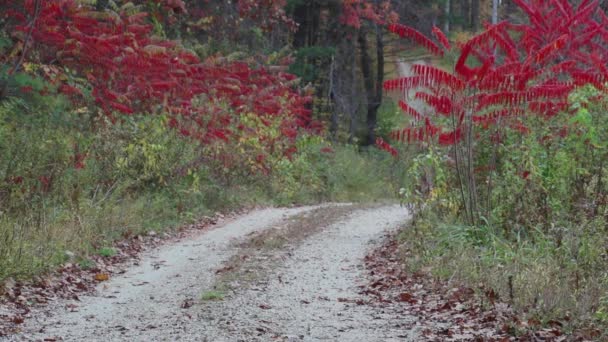 Csendes ösvényen keresztül az erdőben — Stock videók