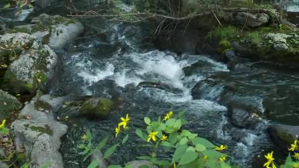 Ontspannen stream haasten over rotsen (3 van 6) — Stockvideo