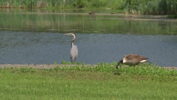 Grote vogels in de buurt van het water — Stockvideo