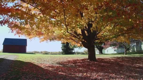 Lonetown Farm Museum (7 van 7) — Stockvideo