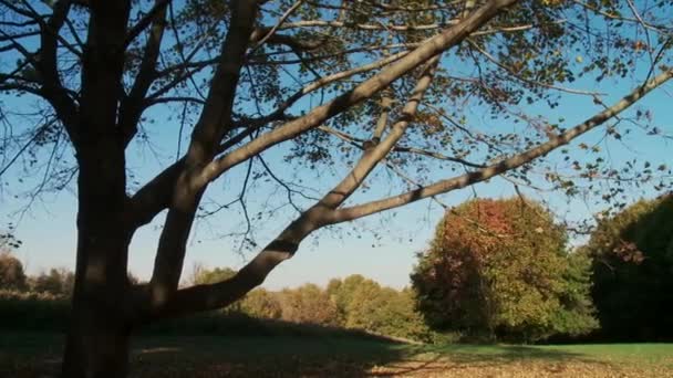 Huntington Park (7 из 9 ) — стоковое видео