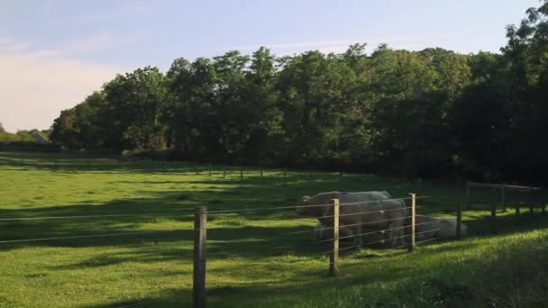 Vacas en pastos — Vídeo de stock