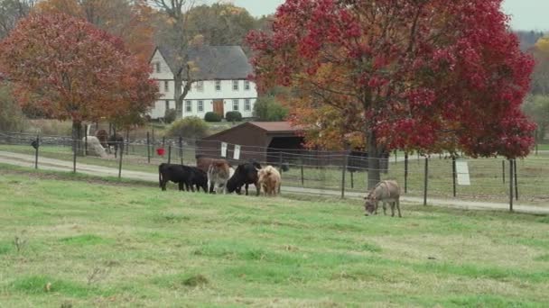 Herd of cattle grazing — Stock Video