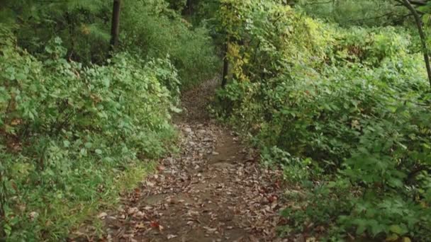 Chemin à travers les bois — Video