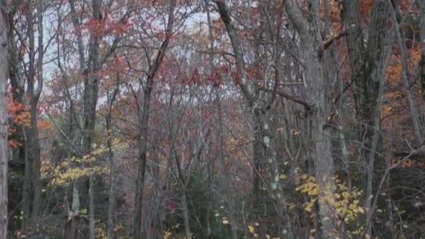 Sendero tranquilo a través del bosque — Vídeos de Stock
