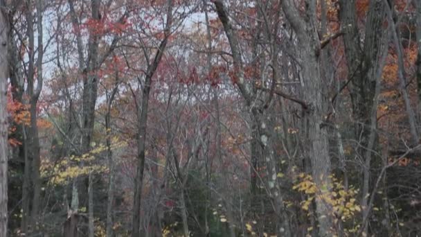 Sendero tranquilo a través del bosque — Vídeo de stock