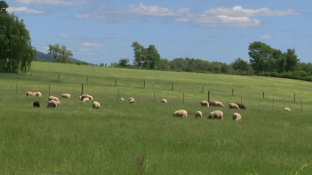 Herd van schapenweiden — Stockvideo