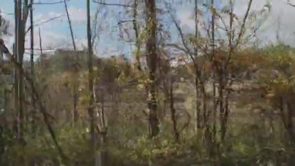 由树和灌木内衬道路驾驶 — 图库视频影像