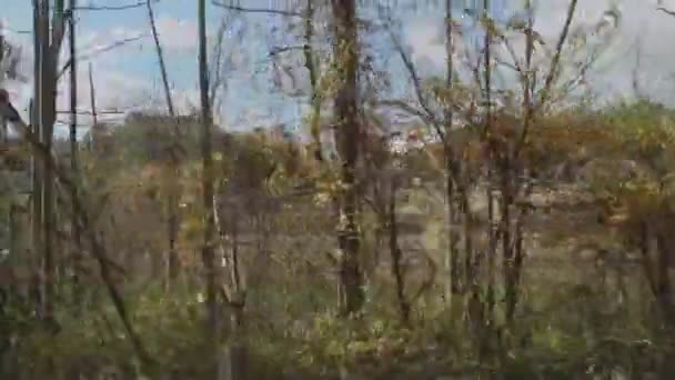 Rijden door boom en struik omzoomde weg — Stockvideo